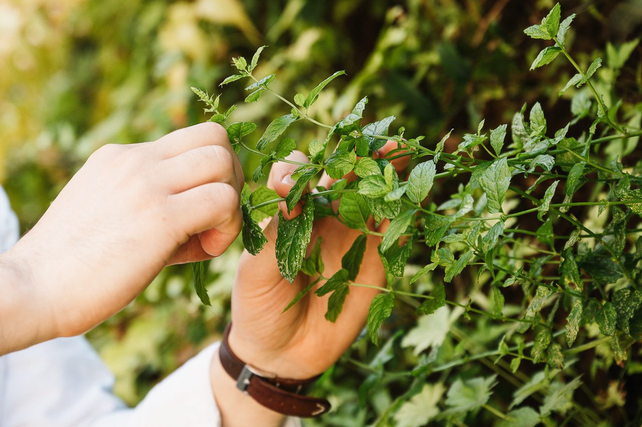 Mur végétal de l'Hôtel Les Fleurines à Villefranche-de-Rouergue, Aveyron, contribuant à la biodiversité en offrant un refuge aux insectes et aux oiseaux. Un élément de décoration naturelle qui favorise un séjour en harmonie avec la nature.